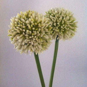 Alliumdeko