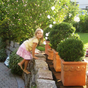 Gartendeko mit Buchskugeln im Terracottakübel