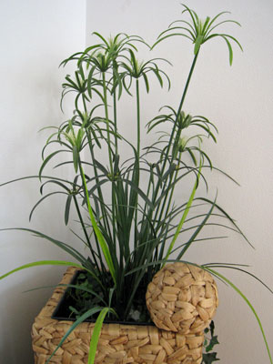 Papyrus im Übertopf aus Wasserhyazinthe